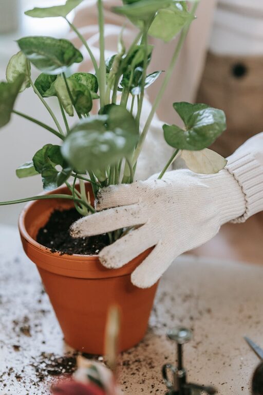 Tips for Creating a Sustainable Home Garden for Beginners